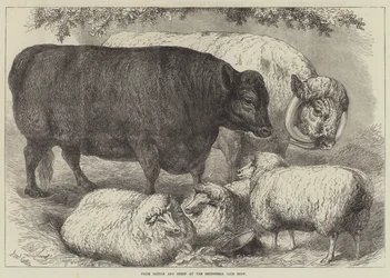 Præmier for kvæg og får på Smithfield Club Show